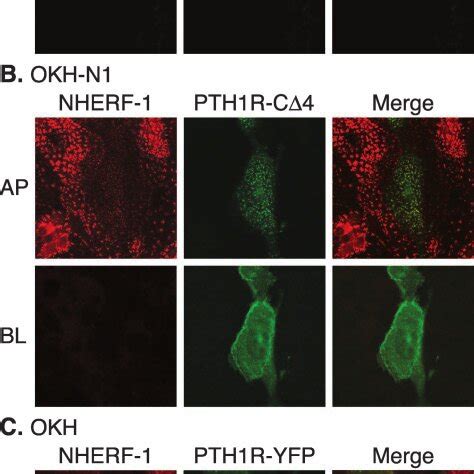 Nherf Anchors The Pth R To Apical Patches Of Okh N Cells Okh N