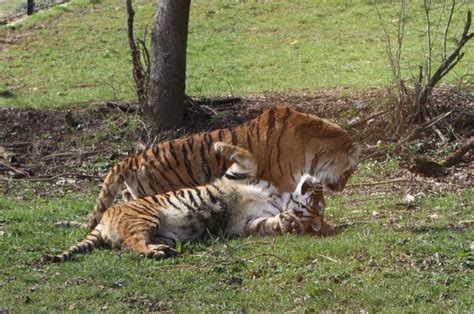 Arnay Sous Vitteaux Loisirs Le Parc De Lauxois Met Une Nouvelle