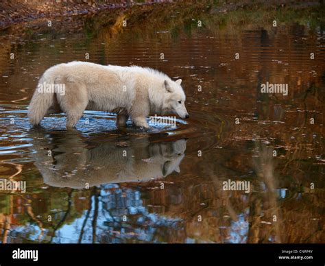 Lobo Del Rtico La Tundra El Lobo Canis Lupus Albus Vadeas A