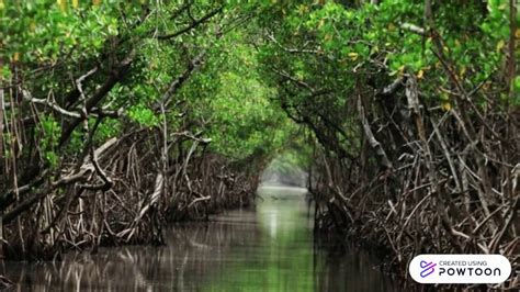 Manfaat Tanaman Bakau Mangrove YouTube