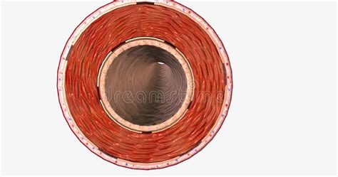 Arteries Carry Nutrient Rich Oxygenated Blood To Organs And Tissues