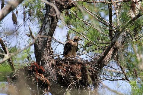 A Young Hawk Photograph by Donald Sawin - Fine Art America