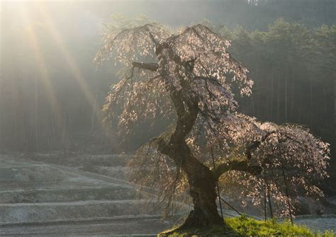 Wallpaper Tree Woody Plant Branch Morning Sunlight Atmosphere