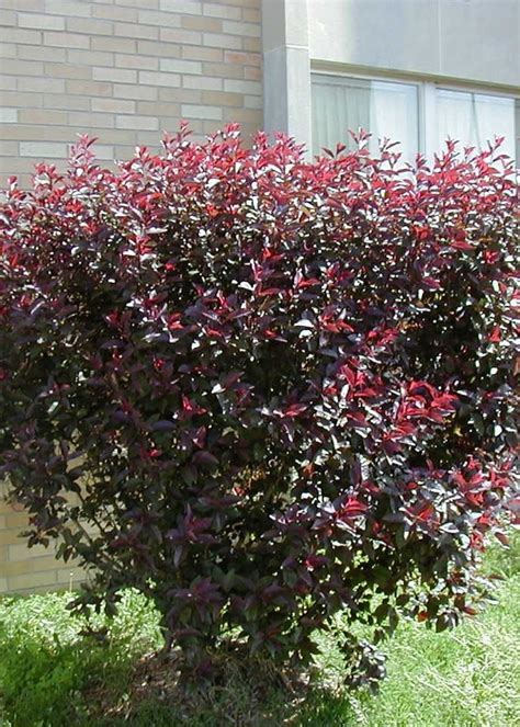 Purpleleaf Sand Cherry Shrub Ct 2 TC Nursery