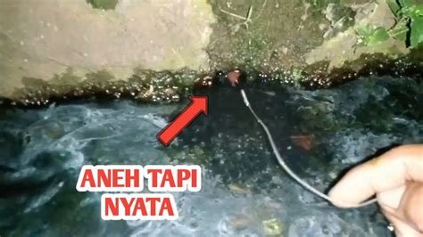 Serem‼️ Mancing Belut Malam Dapat Ular Siluman Merah Youtube