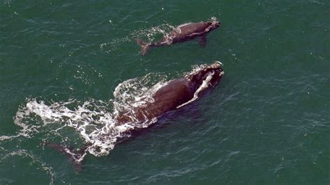 Underwater Glider Helps Save North Atlantic Right Whales From Ship