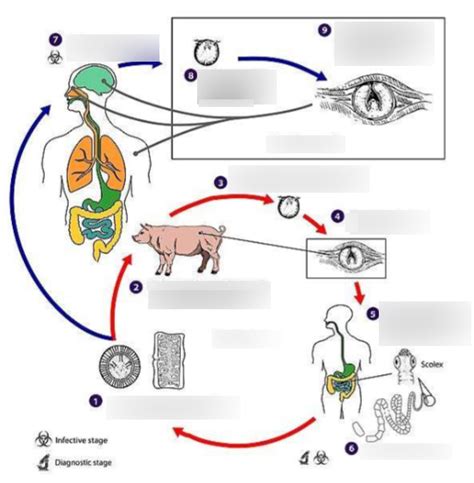 Diagram Taenia Solium Quizlet