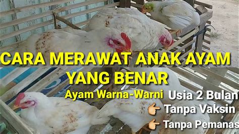 Cara Merawat Anak Ayam Yang Benar Ayam Warna Warni Youtube