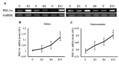 Pgc A Bands Visualized By Electrophoresis Bluepads A Pgc A Mrna