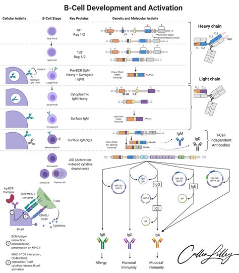 B-Cell Development — PathElective