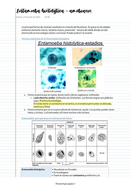 Entamoeba Histolytica Amebiasis Daniela Moscoso Cevallos Udocz