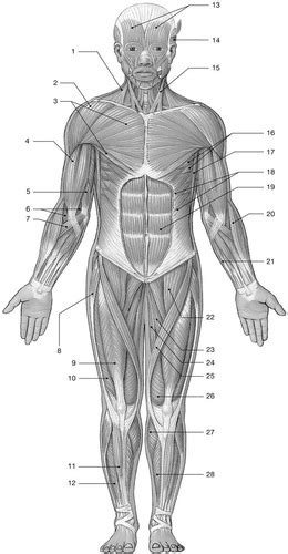 Chapter The Muscular System Flashcards Quizlet