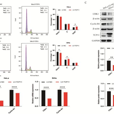 TCP11 Overexpression Blocks Cell Cycle Progression In HeLa And SiHa