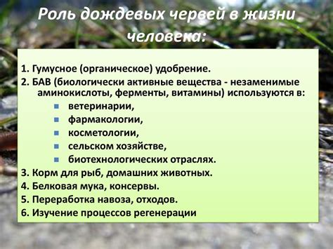 Строение дождевого червя - презентация онлайн