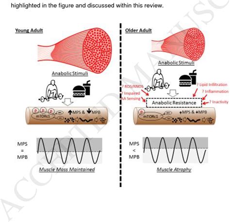 Figure 1 From The Age Related Loss Of Skeletal Muscle Mass And Function