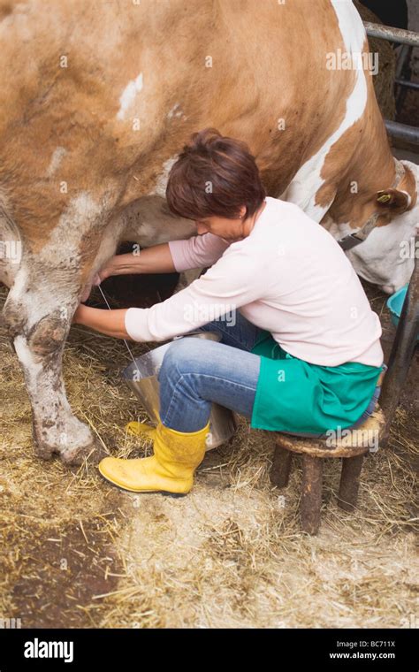 Cow Being Milked Bucket Hi Res Stock Photography And Images Alamy