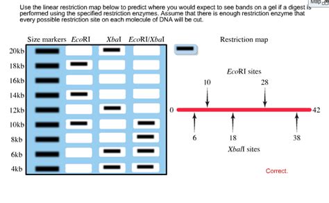 How Do Restriction Enzymes Cut Dna Sequences This Is How We Cut And Paste Dna Which Is Known