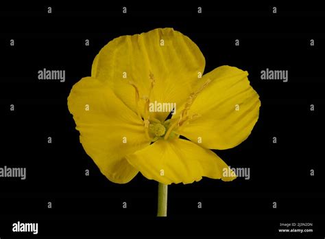 Common Evening Primrose Oenothera Biennis Flower Closeup Stock Photo