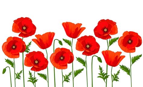 Premium Vector | Vector horizontal background with red poppies on a white background.