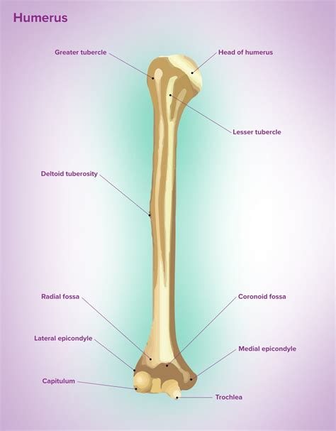 Deltoid Tuberosity Bio Lexicon