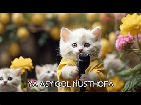 Kucing Lucu Kucing Sholawat Ya Asyiqol Musthofa Cat Videos Youtube