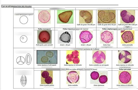 Dia Clef Des D Termination Des Pollens Diagram Quizlet