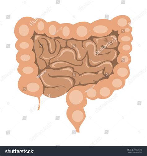 Human Intestines In Digestive System Infographic Royalty Free Stock