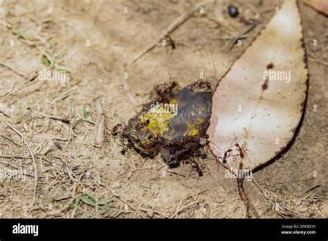 Carpenter Ants Camponotus Gibber Large Endemic Ant Indigenous To Many