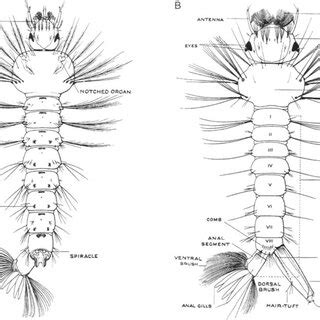 3 External anatomy of mosquito larvae, dorsal view, with anal segment... | Download Scientific ...