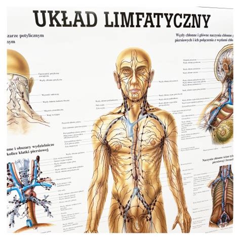 Tablica anatomiczna plakat UKŁAD LIMFATYCZNY 12200255895 Allegro pl