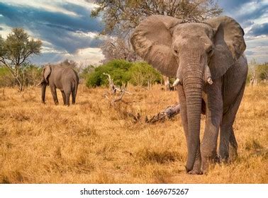 Large Male African Elephant Loxodonta