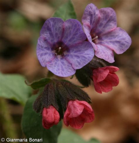 Pulmonaria Obscura Plicn K Tmav Pladias Datab Ze Esk Fl Ry A