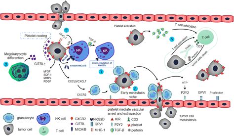 Roles Of Platelets In Tumor Invasion And Metastasis A Review Heliyon