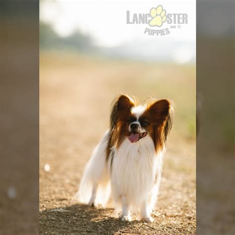 Papillon Puppies For Sale Lancaster Puppies