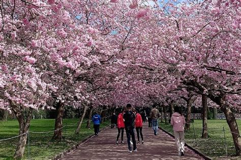 4 Hour Private Cherry Blossom "Sakura" Experience In Nagasaki