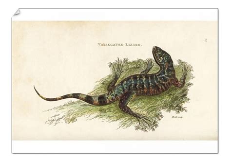 A Poster Gold Tegu Tupinambis Teguixin Poster Prints Poster Size