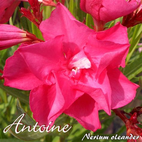 Oleander Antoine Nerium Oleander Gr E C Oleandershop