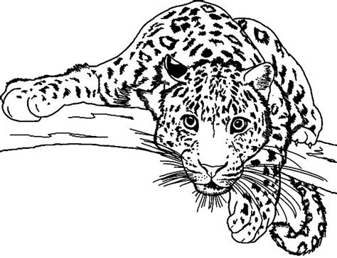 Baby Leopard Coloring Pages At Free Printable