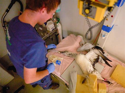 Meet Sasset A Juvenile Australasian Gannet He Was Found Underneath A