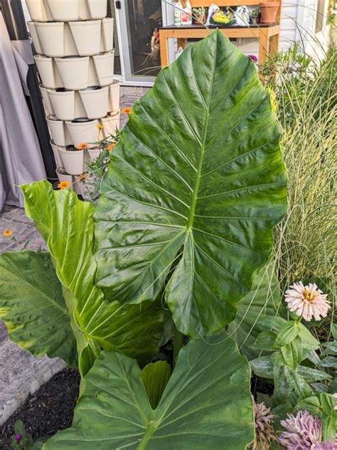 All About The Stunning Alocasia Odora Aka Upright Elephant Ear