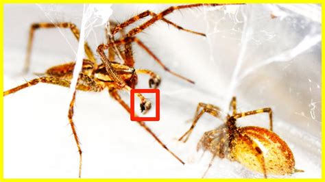 Spiders Have Weird Sex Youtube