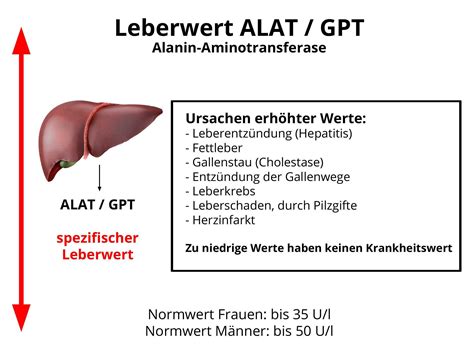 Gpt Wert Erhohte Leberwerte Alle Werte Tabelle Und Erklarung