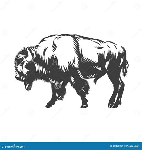 American Buffalo Inked Vector Stock Vector Illustration Of Mammal