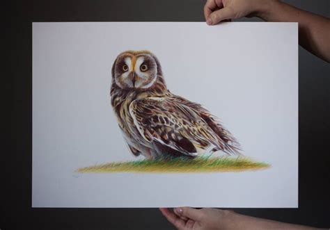 Short-eared Owl - Bird Portrait Drawing by Daria Maier | Saatchi Art