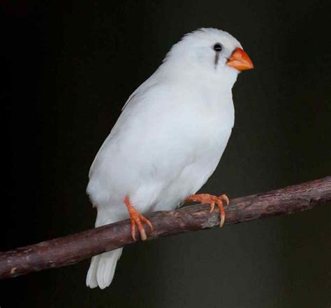 Zebra Finch Facts As Pets Care Temperament Pictures