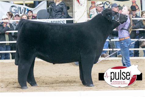 Nwss Junior Market Steer Champions The Pulse