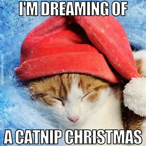 20+ Christmas Cat Memes to Spread Holiday Cheer - SESO OPEN