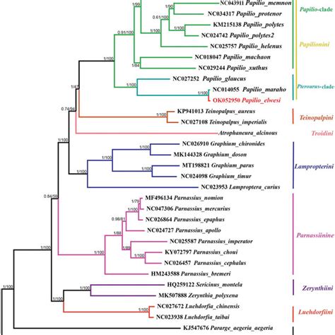 Phylogenetic Tree Using Bayesian Inference Bi And Maximum Likelihood