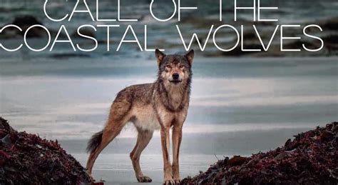 Mini-documentary ‘Call Of The Coastal Wolves’ Is Now Available For Viewing - DeeperBlue.com