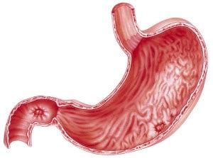 Structure Of Stomach Monogastric Diagram Quizlet